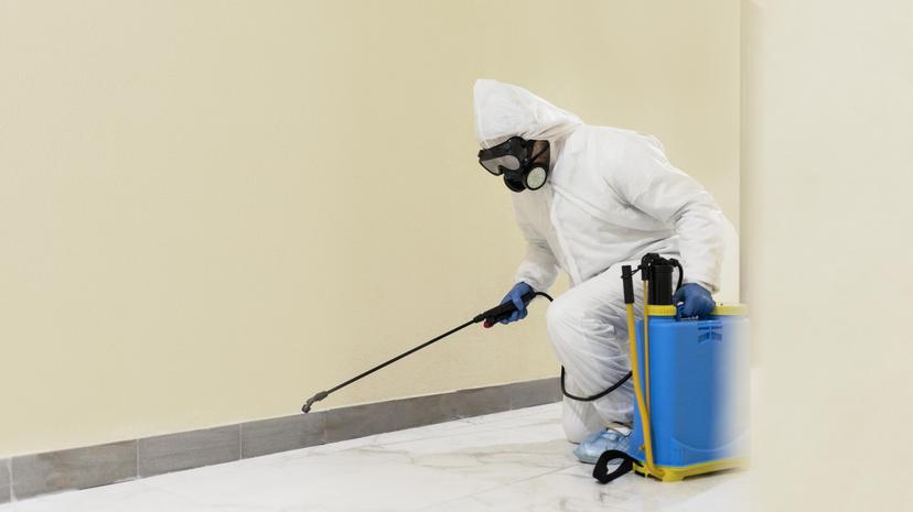 Why Choose Professional Pest Control in Doha